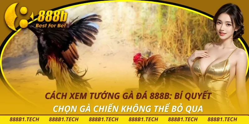 Cách Xem Tướng Gà Đá