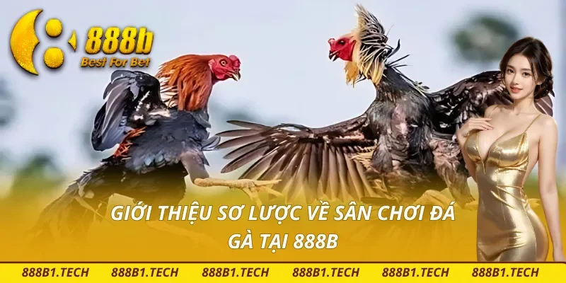 Tìm hiểu tổng quan về đá gà tại nhà cái 888B