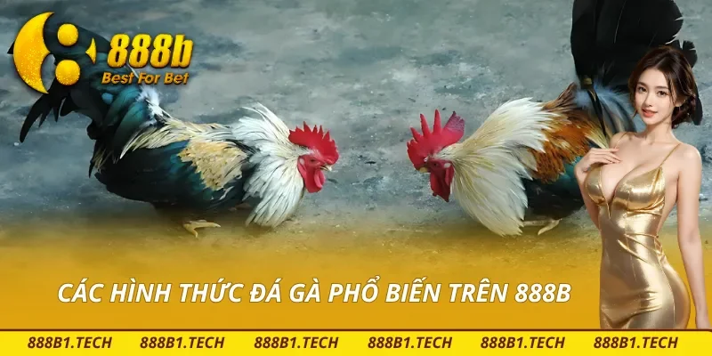 Một số hình thức đá gà phổ biến tại nhà cái 888B