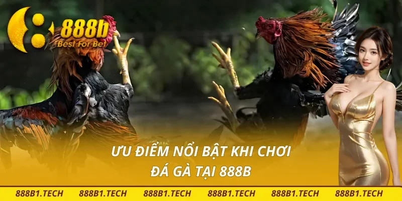 Những ưu điểm nổi bật khi chơi đá gà 888B