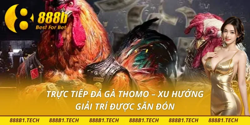 Khám phá sâu về đá gà thomo